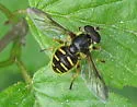 Oblique-banded Pond Fly