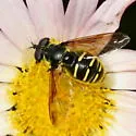 Oblique-banded Pond Fly - photo 2