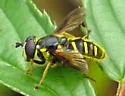 Oblique-banded Pond Fly - photo 3