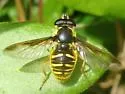 Oblique-banded Pond Fly - photo 4
