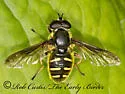 Oblique-banded Pond Fly - photo 5