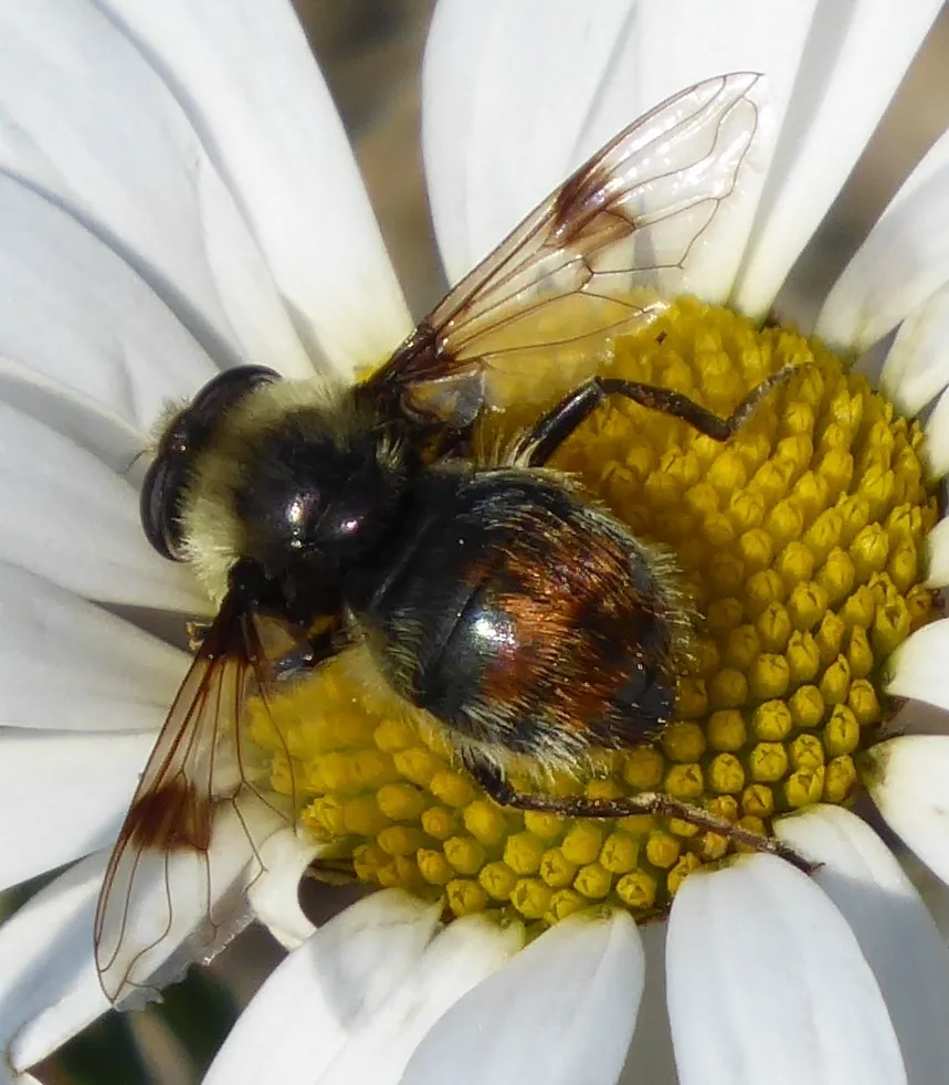Spot-winged Pond Fly - photo 2