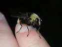 Harvey's Pond Fly