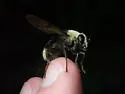 Harvey's Pond Fly - photo 2