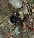 Harvey's Pond Fly - photo 3