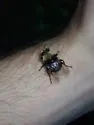 Harvey's Pond Fly - photo 4
