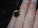 Harvey's Pond Fly - photo 5