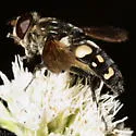 White-spotted Pond Fly