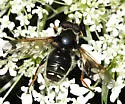 Narrow-banded Pond Fly