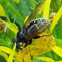 Narrow-banded Pond Fly - photo 2