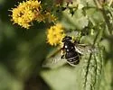 Narrow-banded Pond Fly - photo 3