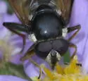 Narrow-banded Pond Fly - photo 4
