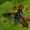 Narrow-banded Pond Fly - photo 5