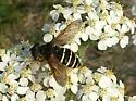 Polar Pond Fly - Sericomyia nigra