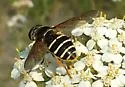 Polar Pond Fly - photo 2