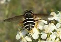 Polar Pond Fly - photo 3