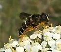 Polar Pond Fly - photo 4