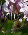 Polar Pond Fly - photo 5