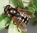 Six-banded Pond Fly