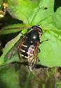 Six-banded Pond Fly - photo 2