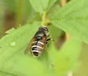 Slosson's Pond Fly