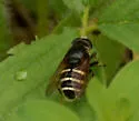 Slosson's Pond Fly - photo 2