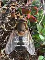 Great-nosed Pond Fly - Sericomyia tolli