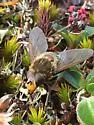 Great-nosed Pond Fly - photo 2