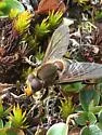 Great-nosed Pond Fly - photo 3