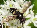 Yellow-spotted Pond Fly