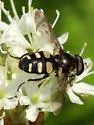 Yellow-spotted Pond Fly - photo 2