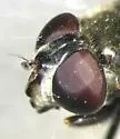 Yellow-spotted Pond Fly - photo 4