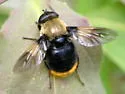 Vockeroth's Pond Fly