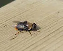 Vockeroth's Pond Fly - photo 2