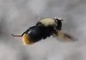 Vockeroth's Pond Fly - photo 3