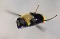 Vockeroth's Pond Fly - photo 4