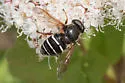 Wood's Pond Fly