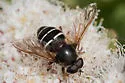Wood's Pond Fly - photo 2