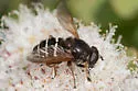 Wood's Pond Fly - photo 3