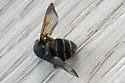 Wood's Pond Fly - photo 4