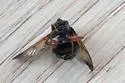 Wood's Pond Fly - photo 5