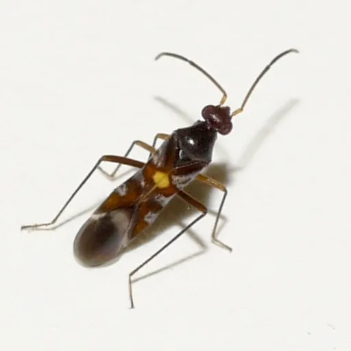 Sericophanes heidemanni - photo 2