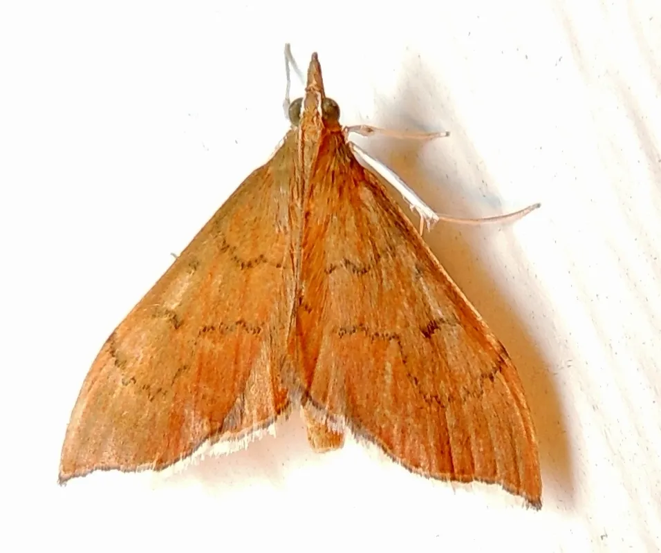 Sericoplaga externalis - Hodges#4991 - photo 2