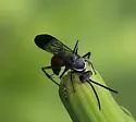 Sericopompilus apicalis - photo 5