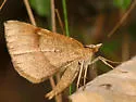 Bordered Fawn - Hodges#6672