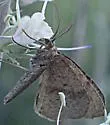 Bordered Fawn - Hodges#6672 - photo 4