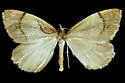 Sericosema wilsonensis - Hodges#6674