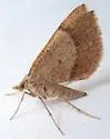 Sericosema wilsonensis - Hodges#6674 - photo 2