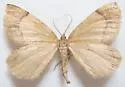 Sericosema wilsonensis - Hodges#6674 - photo 4