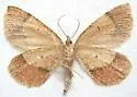 Sericosema wilsonensis - Hodges#6674 - photo 5
